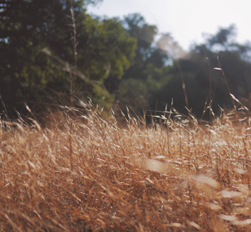 水晶宫主场大胜伯恩茅斯，继续保持更领跑积分榜